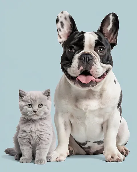 QUIRON | Pets