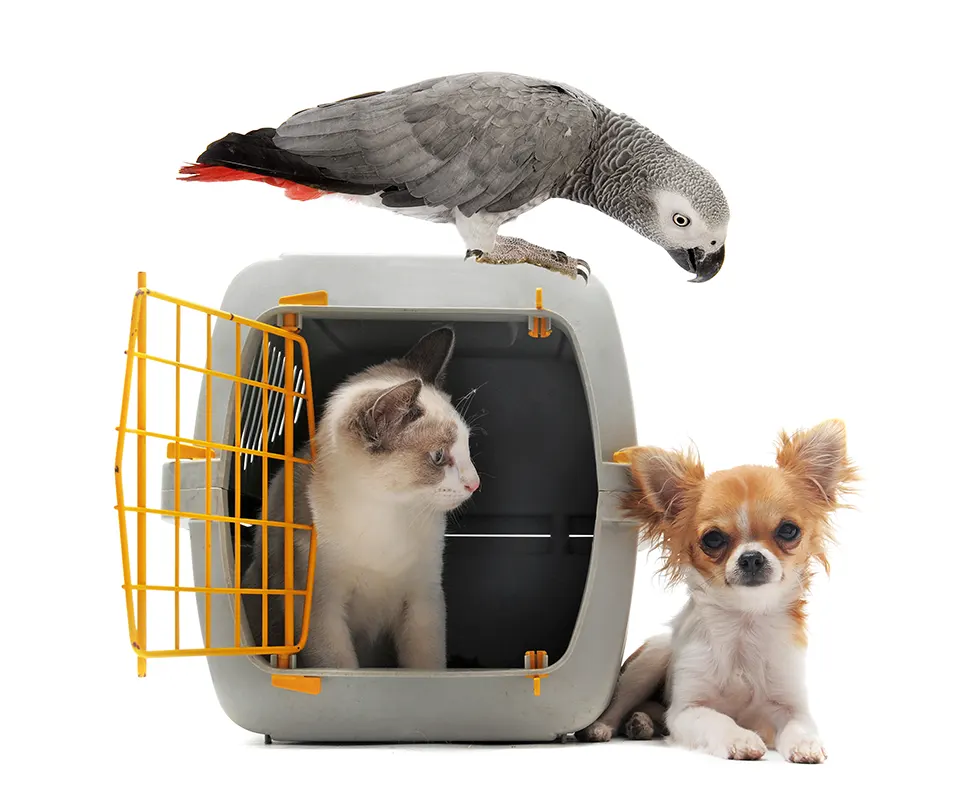 Pets